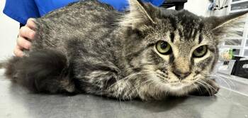 Rescue Domestic Medium Hair Cats for Adoption in Hillsdale, Indiana - Tiger | PetCurious