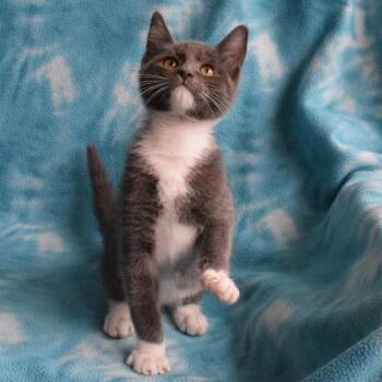Ash 52960 -  Domestic Short Hair Cat Available for Adoption in Eureka, California - Ash 52960 | PetCurious