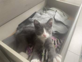 ROMEO -  Domestic Short Hair Cat for Adoption in Tustin, California - ROMEO | PetCurious