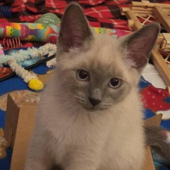 Coconut Berry -  Siamese Cat for Adoption in South Elgin, Illinois - Coconut Berry | PetCurious