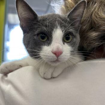 Rescue Domestic Medium Hair Cats for Adoption in La Canada Flintridge, California - Lizzy | PetCurious