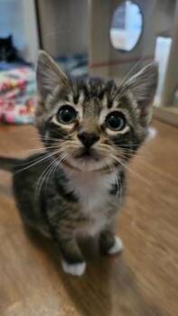 Tuk Tuk -  Domestic Short Hair Cat for Adoption in Hillsboro, Oregon - Tuk Tuk | PetCurious