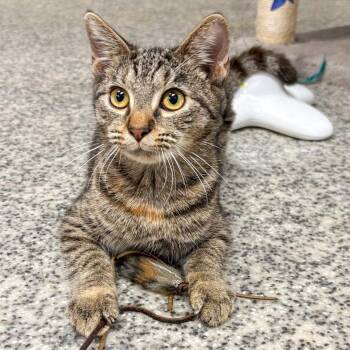 Thyme -  Domestic Short Hair Cat for Adoption in Falls Church, Virginia - Thyme | PetCurious