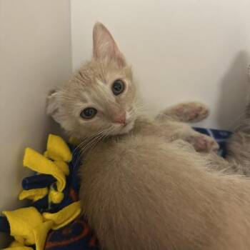 Tropical -  Domestic Short Hair Cat for Adoption in Walnut Creek, California - Tropical | PetCurious