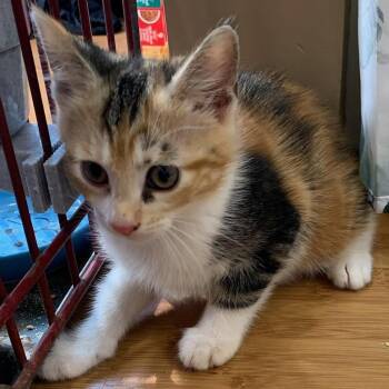 Snickers -  Domestic Short Hair Cat for Adoption in Danbury, Connecticut - Snickers | PetCurious