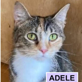 Rescue Domestic Short Hair Cats for Adoption in Merrifield, Virginia - Adele Tarkitty (bonded With Charlie Tarkitty) | PetCurious
