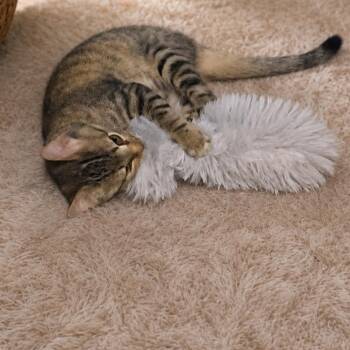 Chopper -  Domestic Short Hair Cat for Adoption in Gun Barrel City, Texas - Chopper | PetCurious