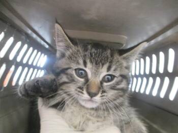 EEVEE -  Domestic Short Hair Cat Available for Adoption in Ocala, Florida - EEVEE | PetCurious