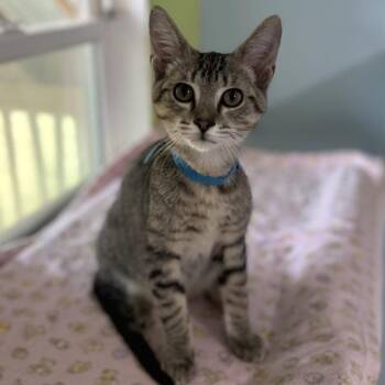 Domestic Short Hair Cats Available for Adoption - Denim | PetCurious