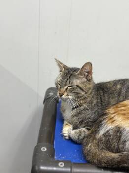 Rescue Domestic Short Hair Cats for Adoption in Zimmerman, Minnesota - Angel | PetCurious