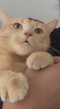 Honey -  Domestic Short Hair Cat for Adoption in Oviedo, Florida - Honey | PetCurious