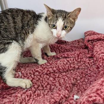 Kerby -  Domestic Short Hair Cat for Adoption in Huntington, West Virginia - Kerby | PetCurious