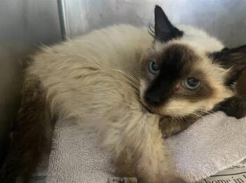 LILY -  Siamese Cat for Adoption in Long Beach, California - LILY | PetCurious