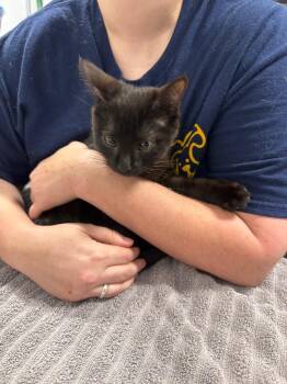 Hennessy PA -  Domestic Short Hair Cat for Adoption in Denham Springs, Louisiana - Hennessy PA | PetCurious