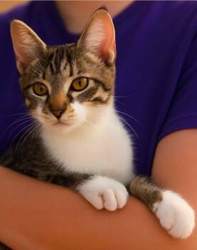 Rescue Domestic Short Hair Cats for Adoption in El Dorado, Arkansas - Bob | PetCurious