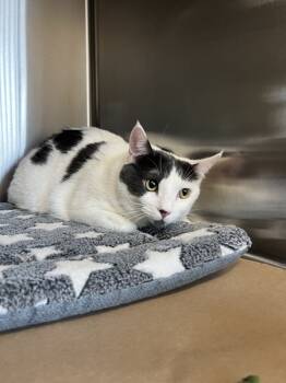 Rescue Domestic Short Hair Cats for Adoption in Kennewick, Washington - Winston | PetCurious