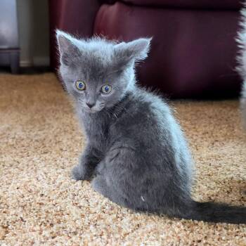 Domestic Short Hair Cats Available for Adoption - Amy | PetCurious