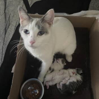 Domestic Medium Hair and Siamese Cats Available for Adoption in Potomac, Maryland - Vanilla | PetCurious