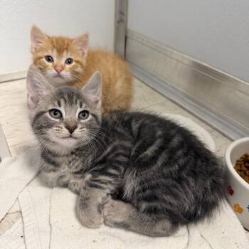 Caesium -  Domestic Short Hair Cat for Adoption in Binghamton, New York - Caesium | PetCurious