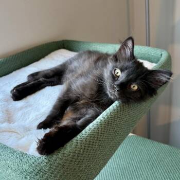 Beignet -  Domestic Medium Hair Cat for Adoption in Murfreesboro, Tennessee - Beignet | PetCurious