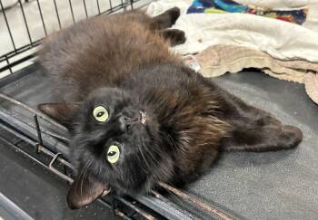 Rescue Domestic Long Hair and Norwegian Forest Cat Cats for Adoption in Lampasas, Texas - Salem | PetCurious