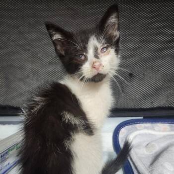 Tuk Tuk -  Domestic Short Hair Cat for Adoption in Middletown, Ohio - Tuk Tuk | PetCurious
