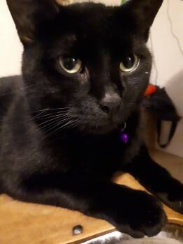 Rescue Domestic Short Hair Cats for Adoption in Winnipeg, Manitoba - Ghost | PetCurious