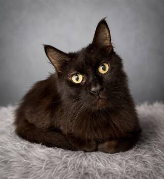 PETER PARKER -  Domestic Short Hair Cat for Adoption in Westminster, Maryland - PETER PARKER | PetCurious
