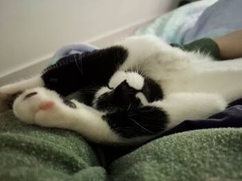 Rescue Domestic Short Hair Cats for Adoption in Burlington, Iowa - Moria | PetCurious