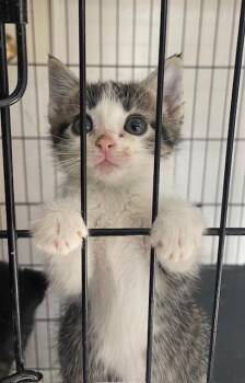 Avatar Kitten - Pavi -  Domestic Short Hair Cat for Adoption in Fort Worth, Texas - Avatar Kitten - Pavi | PetCurious