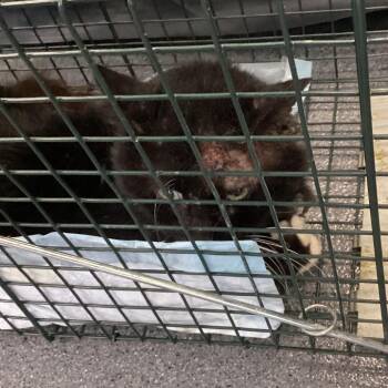 Biggie -  Domestic Medium Hair Cat for Adoption in Montgomery, Alabama - Biggie | PetCurious