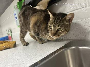 ROCKIE -  Domestic Short Hair Cat for Adoption in Ocala, Florida - ROCKIE | PetCurious