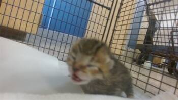 Rescue Domestic Short Hair Cats for Adoption in Doral, Florida - KITTY 1 | PetCurious