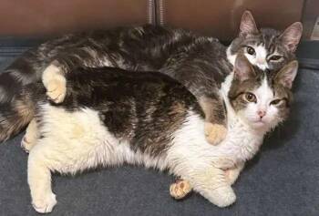 Domestic Short Hair Cats Available for Adoption - Triscuit & Trail Mix | PetCurious