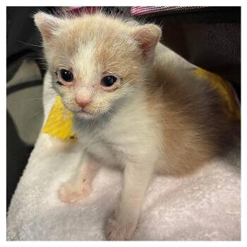 Denim -  Domestic Short Hair Cat for Adoption in Los Angeles, California - Denim | PetCurious