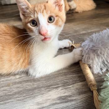 Dennis the Menace (TS) -  Domestic Short Hair Cat for Adoption in Schertz, Texas - Dennis The Menace (TS) | PetCurious