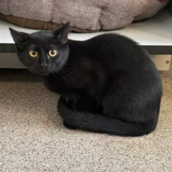 Domestic Short Hair Cats Available for Adoption - Mia | PetCurious