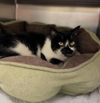 Parfait -  Domestic Short Hair Cat for Adoption in Richmond, Virginia - Parfait | PetCurious