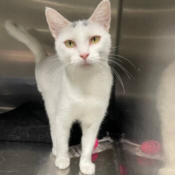 Rescue Domestic Short Hair Cats for Adoption in Spencer, Indiana - Skid Rock | PetCurious