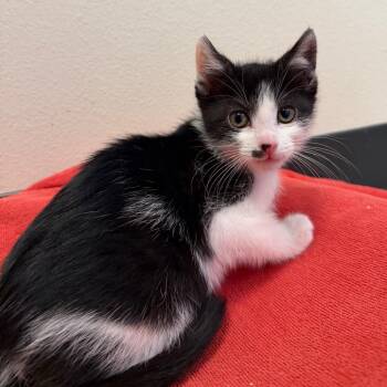 Charlotte -  Domestic Short Hair Cat for Adoption in Cody, Wyoming - Charlotte | PetCurious