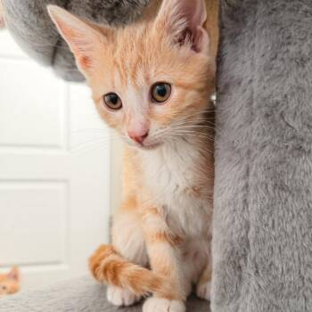 Ivory Jessup -  Domestic Short Hair Cat for Adoption in Eagle Mountain, Utah - Ivory Jessup | PetCurious