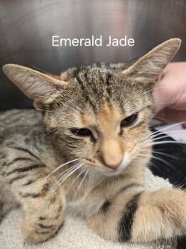 Emerald Jade -  Domestic Short Hair Cat for Adoption in Cambridge, Maryland - Emerald Jade | PetCurious
