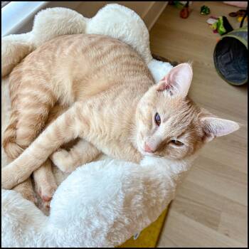 Domestic Short Hair and Tabby Cats Available for Adoption in Roswell, Georgia - Ford | PetCurious