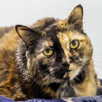 Domestic Short Hair Cats Available for Adoption in Camano, Washington - Spice | PetCurious