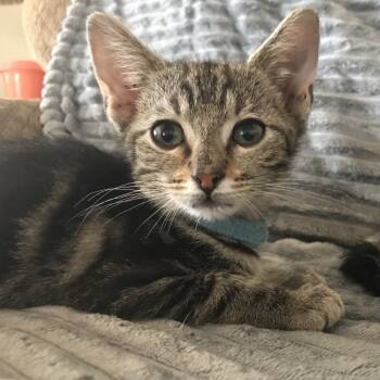 Rescue Domestic Short Hair Cats for Adoption in Los Angeles, California - Polly | PetCurious