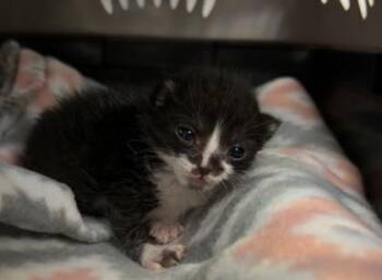 Nami -  Domestic Short Hair Cat for Adoption in Fort Worth, Texas - Nami | PetCurious