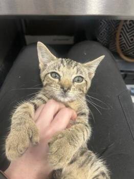 Mr. Crabs -  Domestic Short Hair Cat for Adoption in West Chester, Pennsylvania - Mr. Crabs | PetCurious