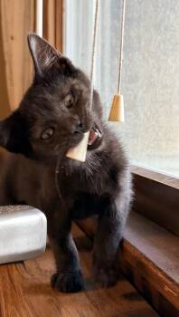 Lotus(Mashed Potato) -  Domestic Short Hair Cat for Adoption in Chicago, Illinois - Lotus(Mashed Potato) | PetCurious