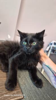 Rescue Domestic Short Hair Cats for Adoption in Athens, Tennessee - Jasper | PetCurious