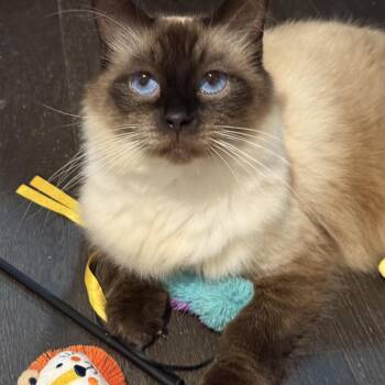Epilogue -  Domestic Long Hair Cat for Adoption in Alexandria, Virginia - Epilogue | PetCurious
